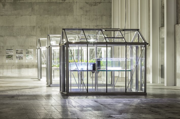 Extinct in the Wild 2.jpg